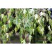 Бреза (Betula pendula Crispa) Бреза (Betula pendula Crispa)